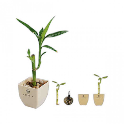 6" Bamboo Shoot with Biodegradable Pot