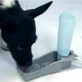 travel dog water bottle bowl
