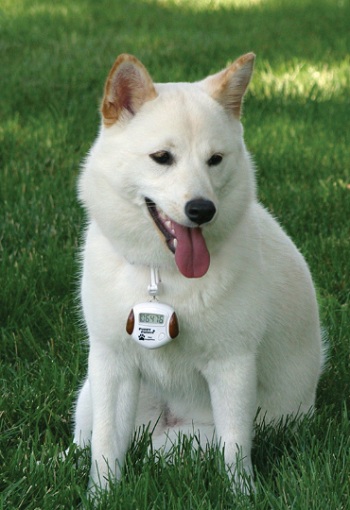 Dog Pedometer