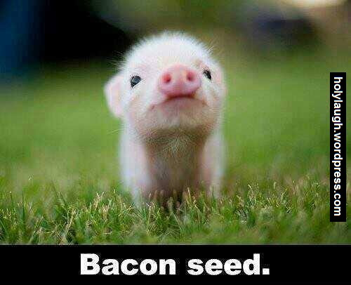 Cute Piggy will make you say "Ahhh," then caption will make you say, "AH!"