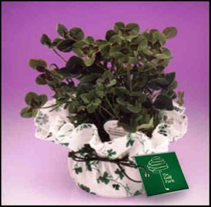 Shamrock Planter