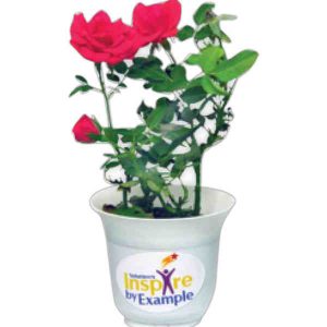 Live Mini Potted Rose Plant
