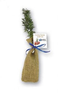 Pine Seedling in Burlap Bag #3GL3