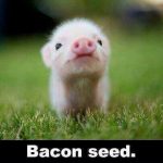 Website Wednesday is Back! bacon-seed