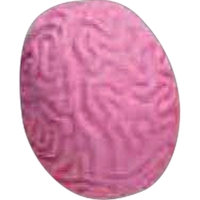 Pencil top eraser in the shape of a brain for correcting... from ASI 66390 LarLu