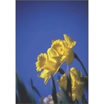 Daffodils