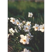 12" x 18" sublimated flag with two-sided jonquils design; fits all... from...