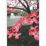 Pink Dogwood