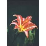 Red Summer Lily