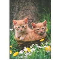 Kittens in Basket