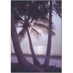 Beach Palms