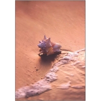 28" x 40" sublimated flag with two-sided conch shell at sunset... from ASI...