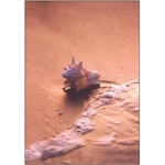 Conch Shell at Sunset Tide