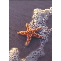 12" x 18" garden size sublimated flag with two-sided starfish on... from ASI...