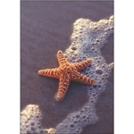 Starfish on Beach