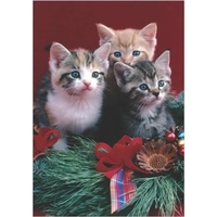 Christmas Kittens