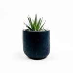 Faux Succulent in Mini Wilson Pots