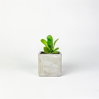 Succulent in Mini Parker Line - Cube
