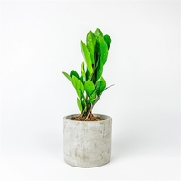 Succulent in Large Parker Line - Cylinder