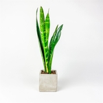 Succulent in Large Parker Line - Cube