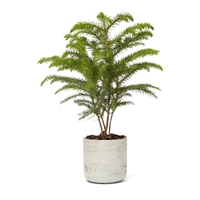 Holiday Tree in Gray Wilson Pot