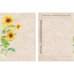 Watercolor Series Sunflower Seeds