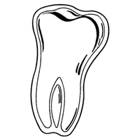 Magnets - Stock Shape Collection - Full Color. Molar tooth shaped.... from...