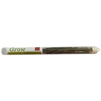 Live Evergreen Tree Seedling in Clear Tube