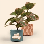 MARY JANE - 4CP NYLON