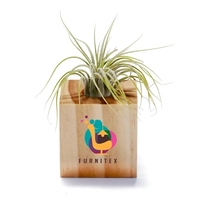 2" x 4" x 2" Air Plant low maintenance home or... from ASI 63549 Jornik...