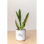 Snake Plant in Large Mason Line Pot