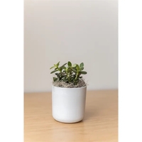 Jade Plant in Large Mason Line Pot