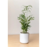 Bella Palm in Large Mason Line Pot