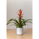 Bromeliad in Large Mason Line Pot