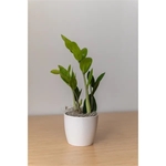 ZZ Plant in Large Harlow Line Pot