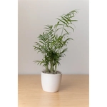 Bella Palm in Large Harlow Line Pot