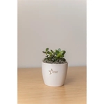 Jade Plant in Large Harlow Line Pot