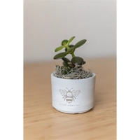 Jade Plant in Mini Mason Pot