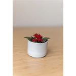 Blooming Kalanchoe in Mini Mason Pot