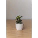 Jade Plant in Mini Harlow Pot