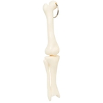 Knee Joint Bone Keyring