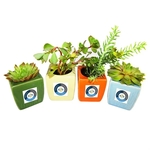 Assorted Succulent Plants in 3-Inch Ceramic Pots