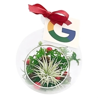 Holiday Air Plant Terrarium Kit... from ASI 58295 Groline
