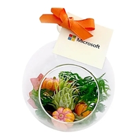 Pumpkin Air Plant Terrarium Kit... from ASI 58295 Groline