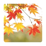 Thanksgiving Stock Jar Opener