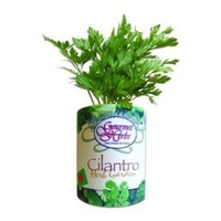 Cilantro Garden in Eco-Friendly Grocan