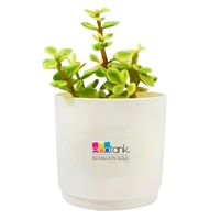Assorted Succulents in White Pot... from ASI 58295 Groline