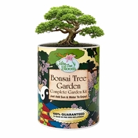 Bonsai Garden in Eco-Friendly Grocan