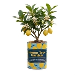 Lemon Tree Garden in Eco-Friendly Grocan