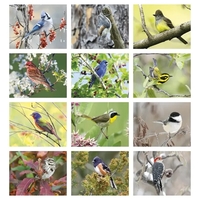 11 x 19 2024 Birds calendar on 70# paper with UV-coated... from ASI 40480...
